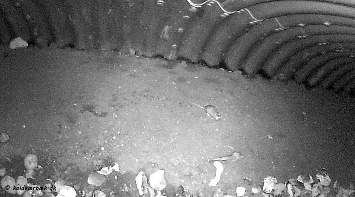 Den brune rotte er så afgjort den dyreart, som oftest registreres i Faunapassagen ved Koldkær Bæk (foto 14-9-2016). Der bor sandsynligvis en del Rotter imellem de store sten, som danner kanten ned til bækken. Som omtalt ovenfor anvender en del rovdyr Faunapassagen. Mon ikke de kan tage nogle af rotterne ? Rotter med deres korte hårvækst, er normalt følsomme over for kulde. Spændende om en evt. længere frostperioden vil afspejle sig i antallet af registrerede Rotter i Faunapassagen ? 